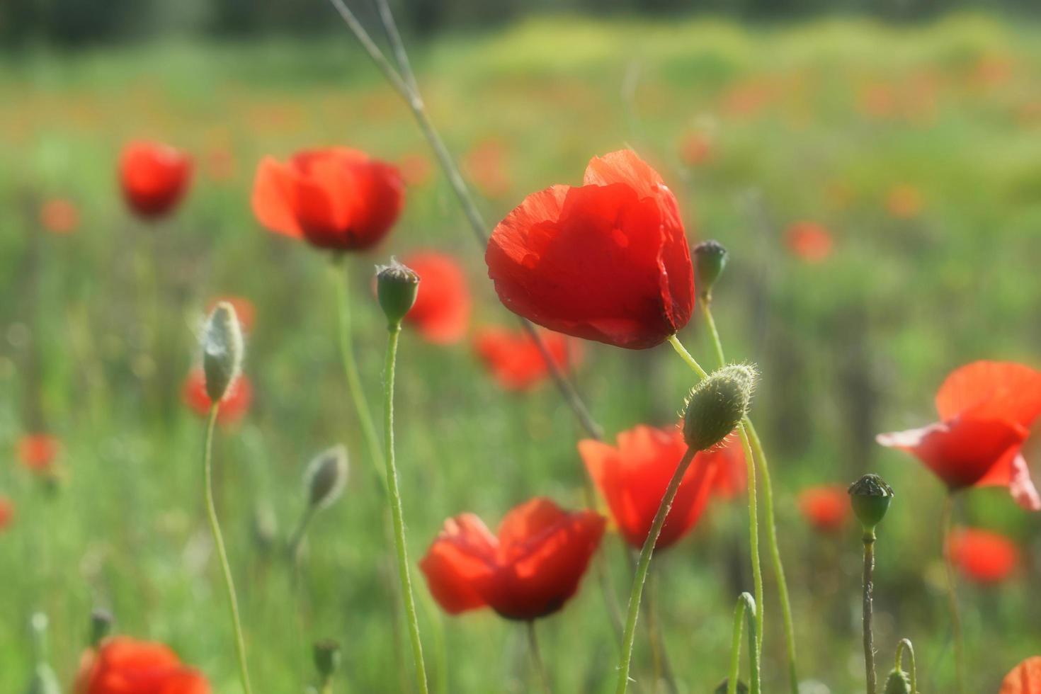 Red flower meadow during daytime photo