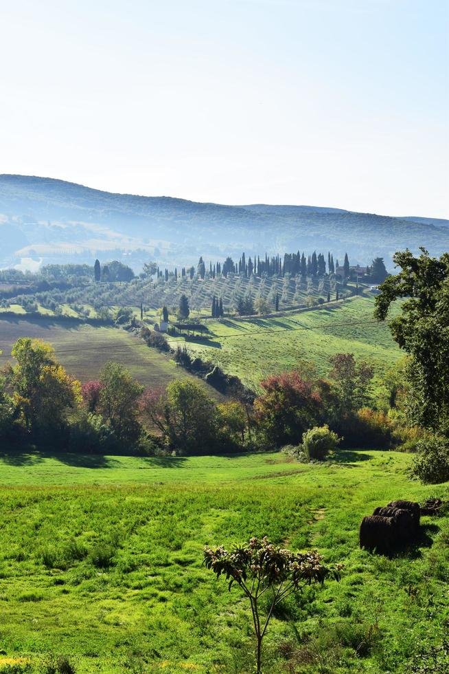 campo de hierba verde y árboles durante el día foto