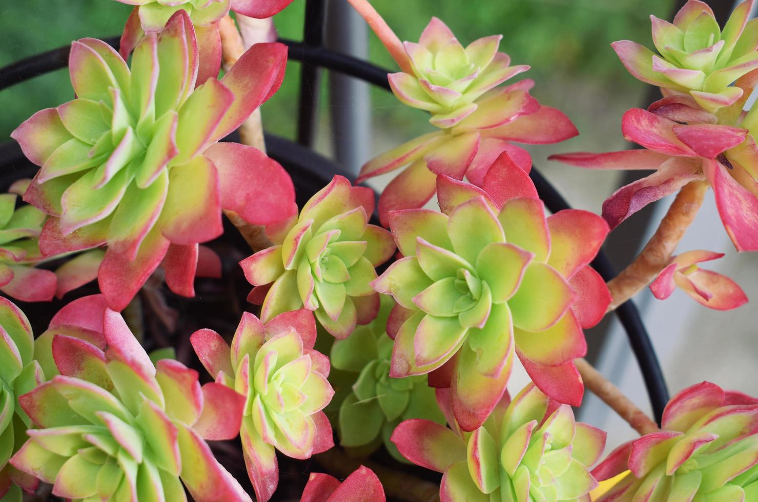 Pink and green succulents in close up photography photo