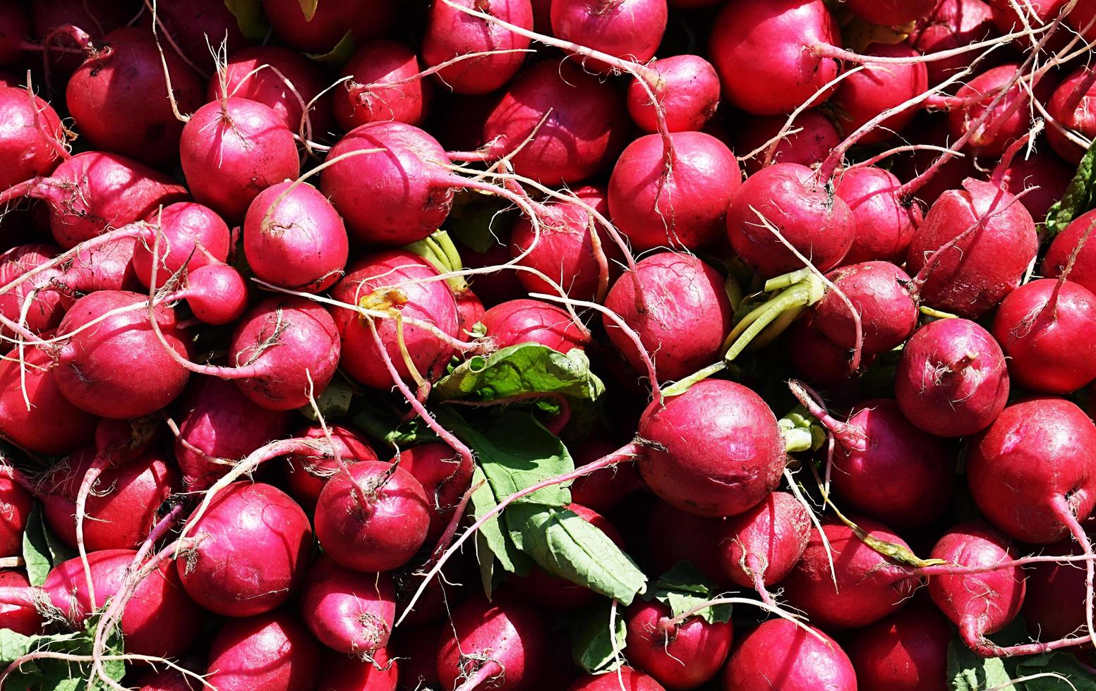 Close-up of radishes in the sun photo