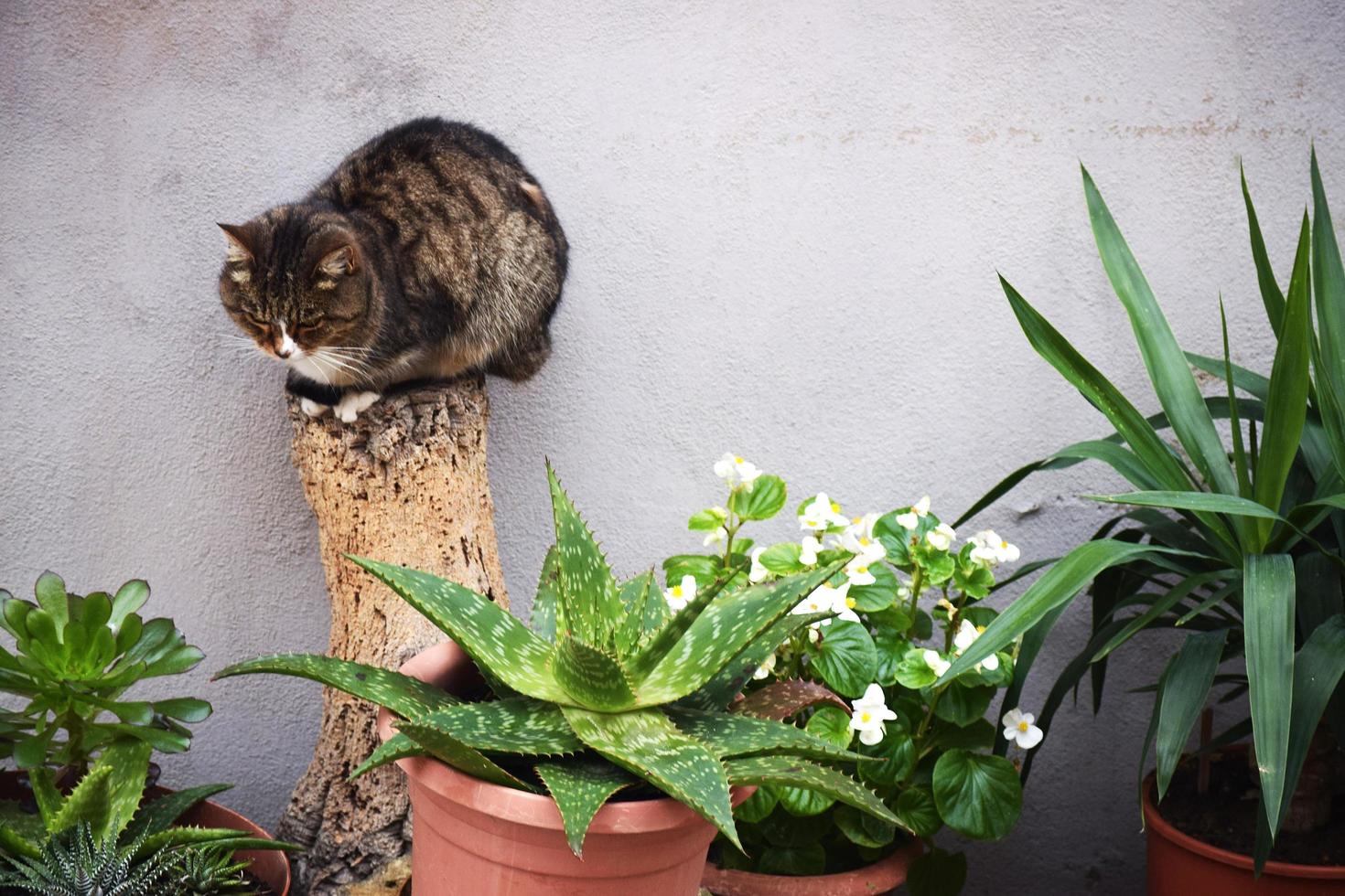 Gato atigrado marrón en madera cortada cerca de la planta de aloe vera foto