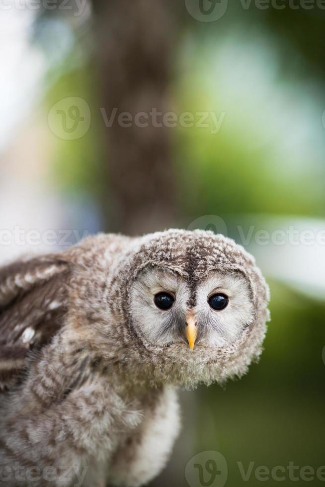 Close up of a baby Tawny Owl (Strix aluco) photo