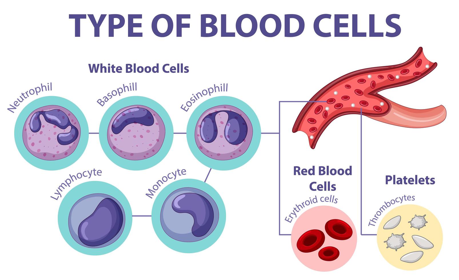 Type of blood cells vector