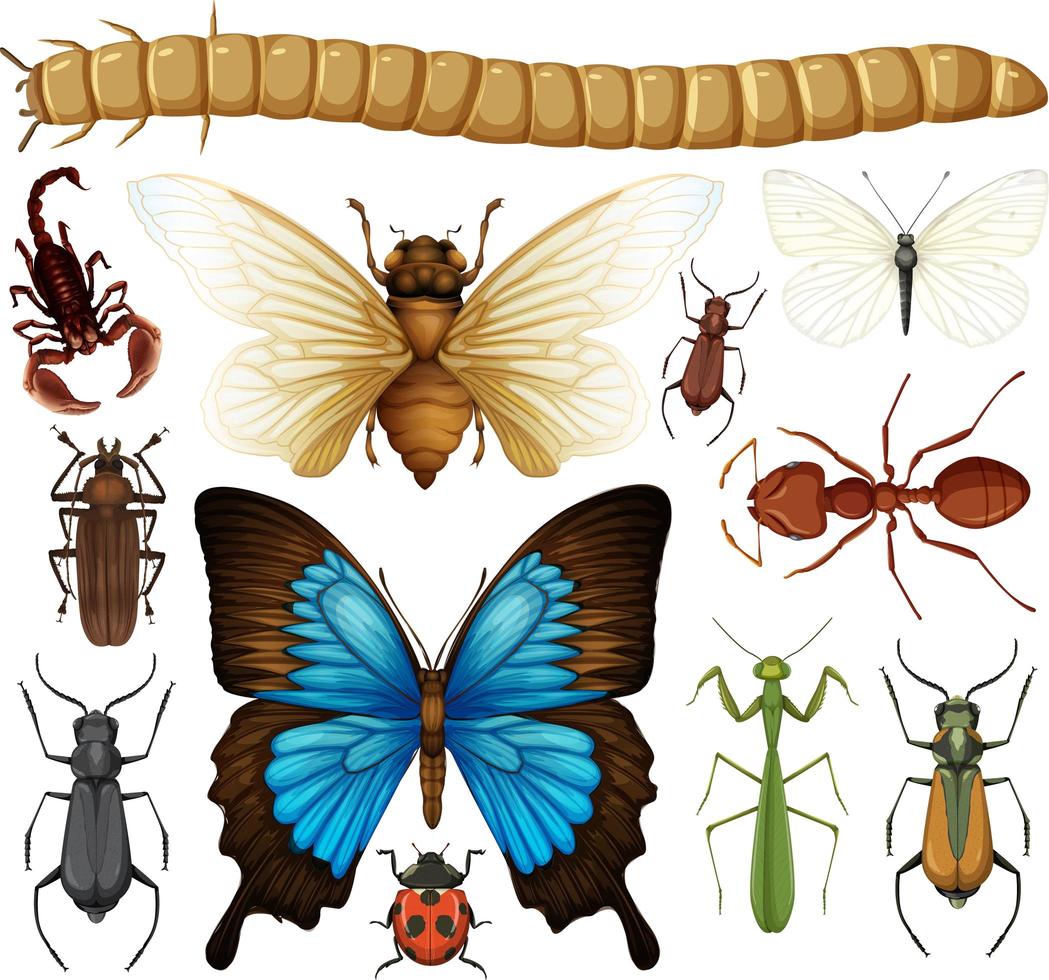 colección de diferentes insectos aislados vector