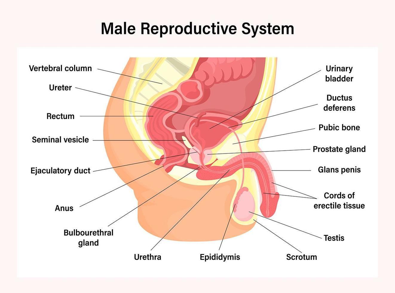 sistema reproductor masculino vector