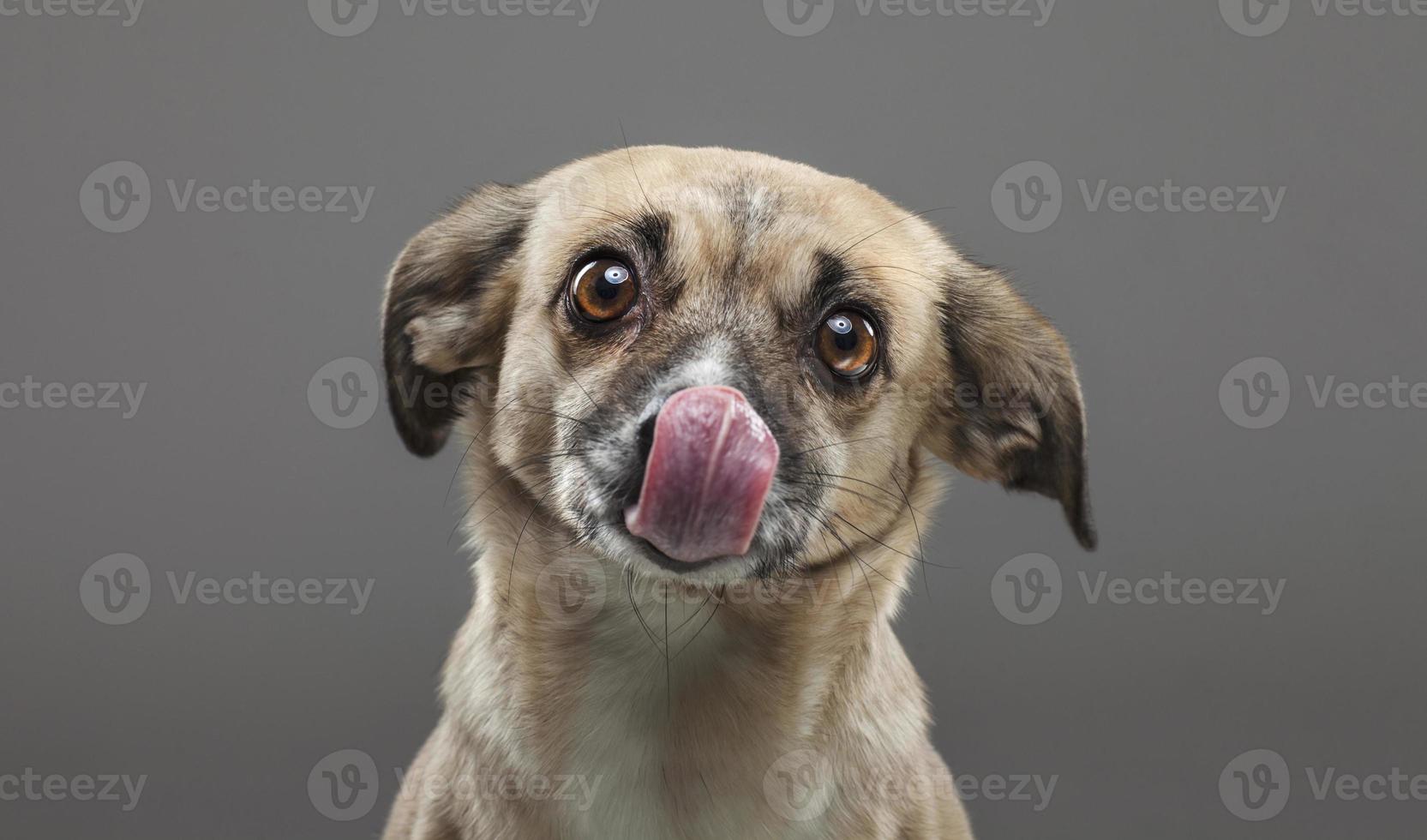 Dog licks nose 1420212 Stock Photo at Vecteezy