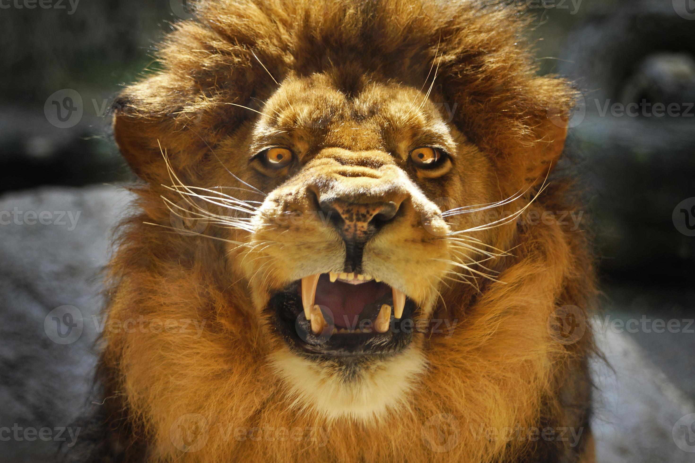 Beautiful aggressive Lion male angry and roar 1420432 Stock Photo at