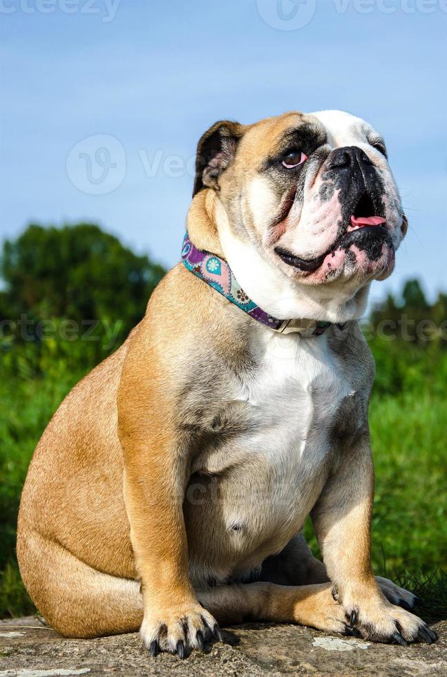 retrato de bulldogge englische foto