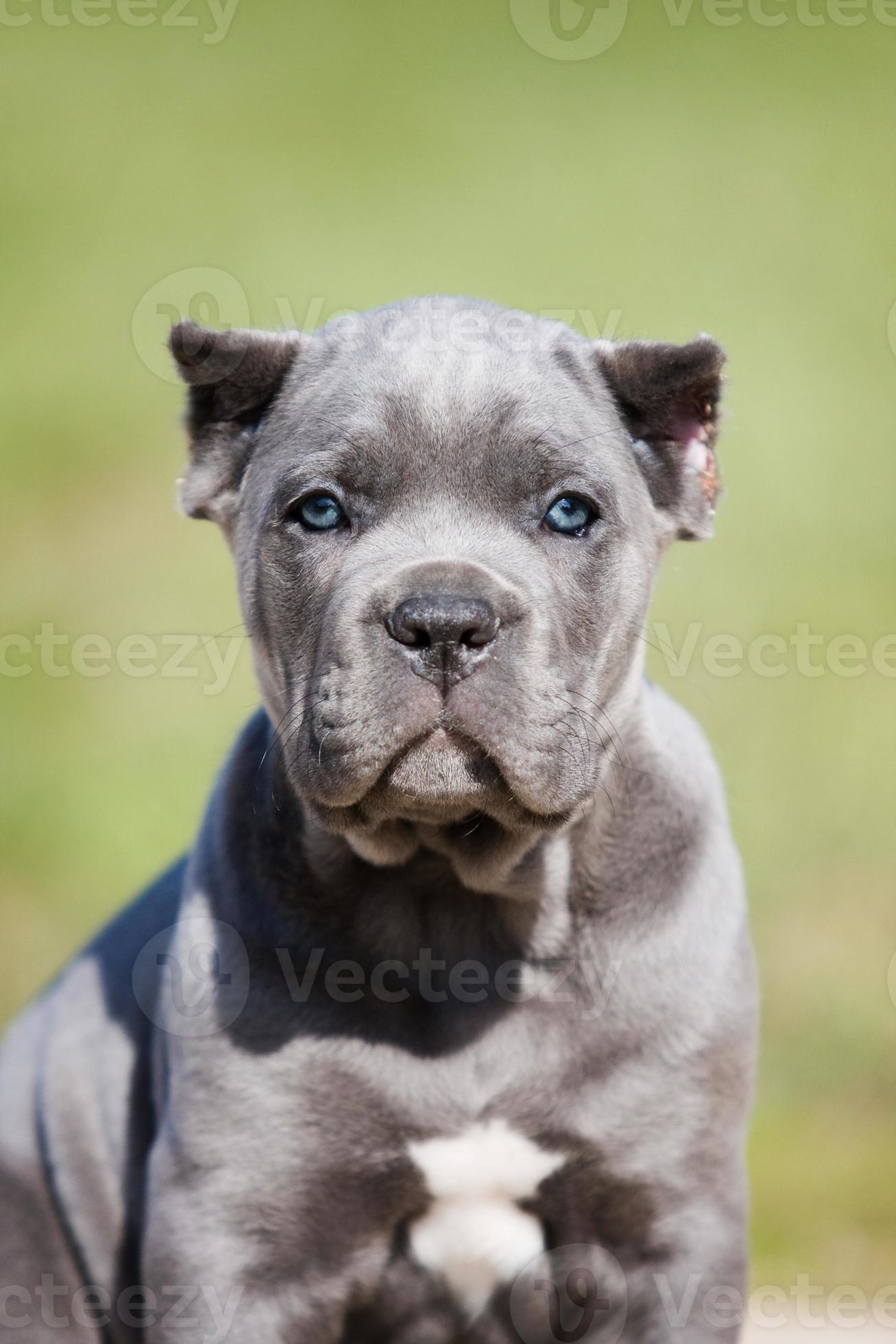 Retrato de un cachorro gris cane corso sobre la hierba 1420635 Foto de  stock en Vecteezy