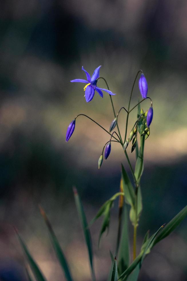 flor morada floreciendo foto