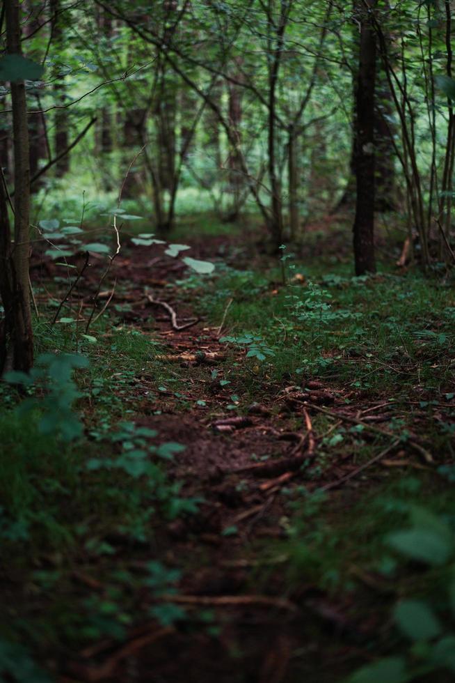 Dried leaves on ground surrounded by trees photo