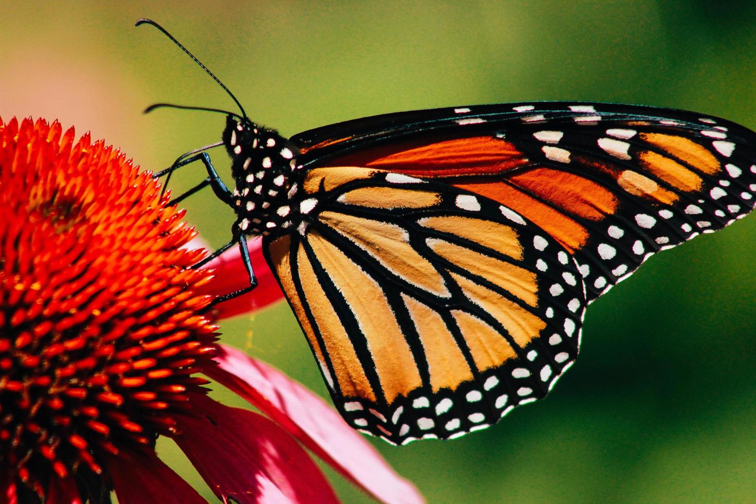 primer plano, de, un, mariposa monarca, en, flor foto