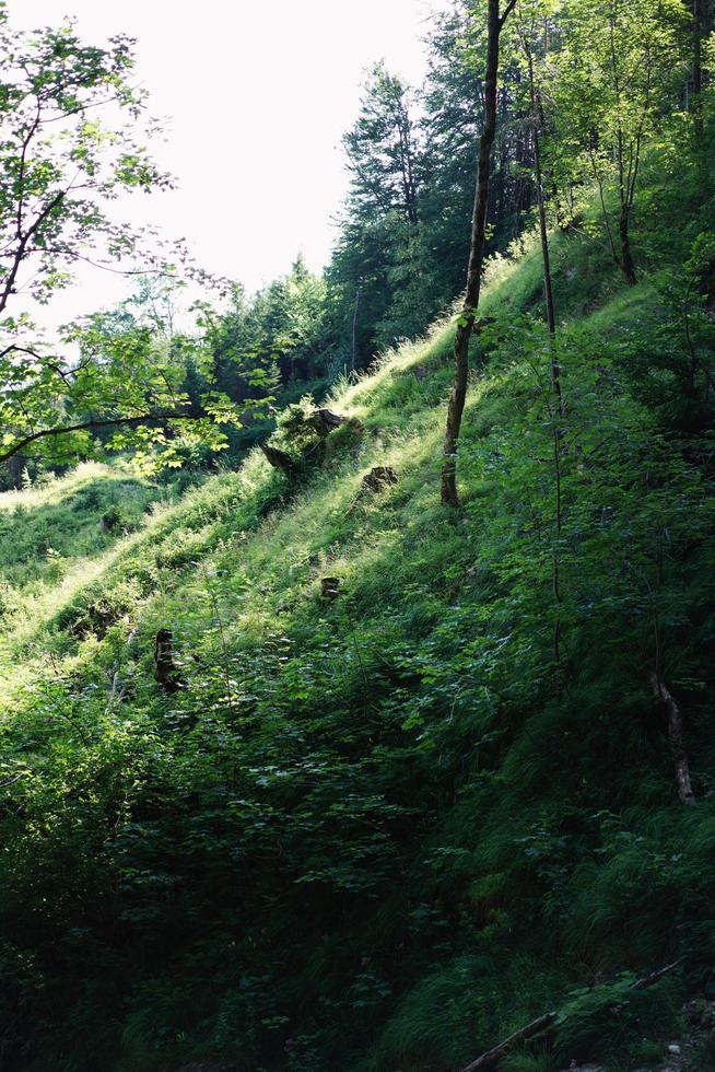 Grassy field with trees photo