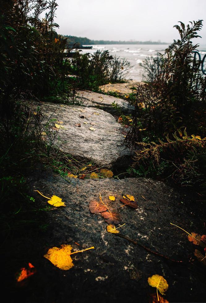 Pathway between leafed plants at daytime photo