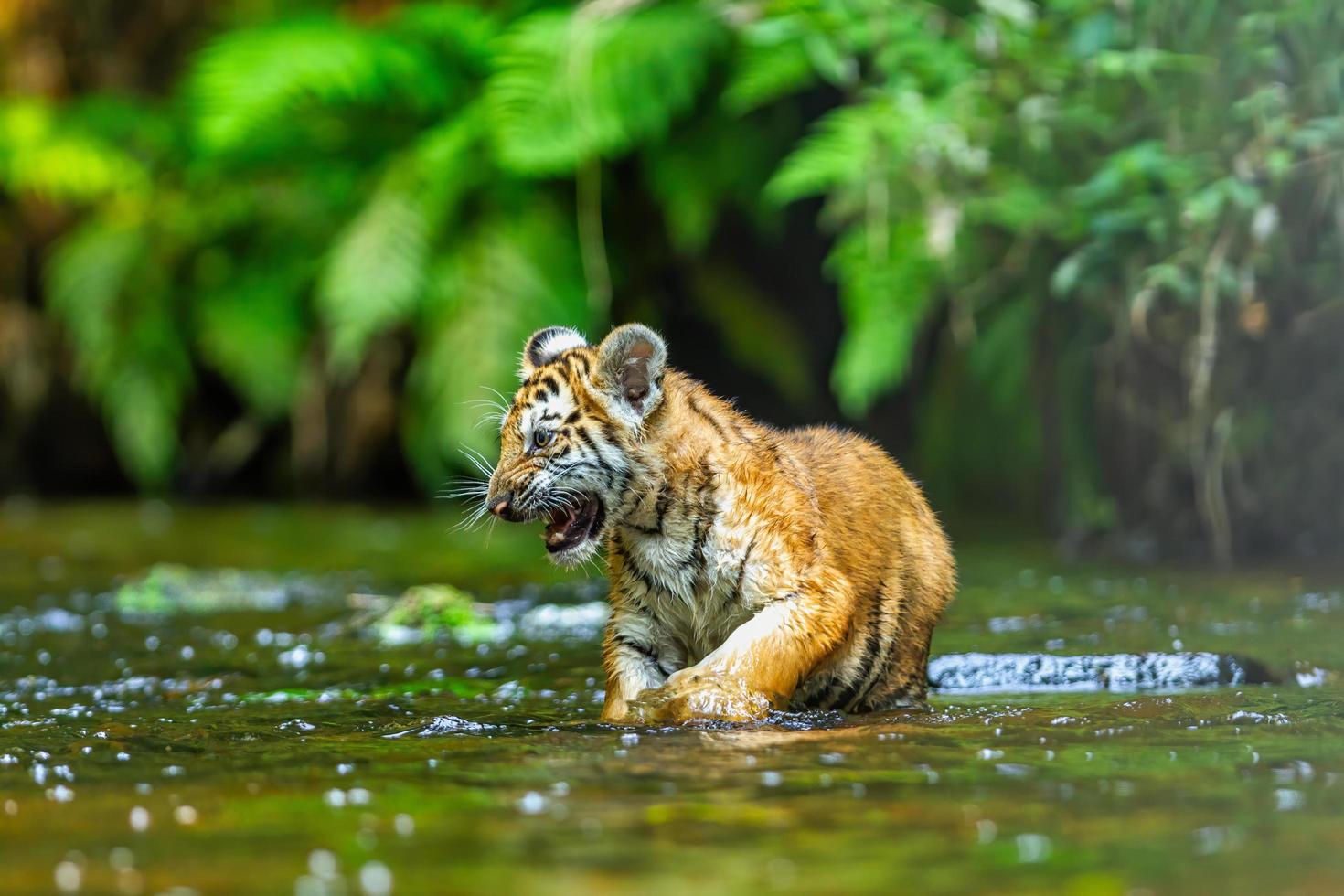 A tiger cub wades through the water in the taiga, or boreal forest photo