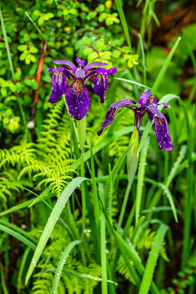 Wet Siberian iris in a nature reserve photo