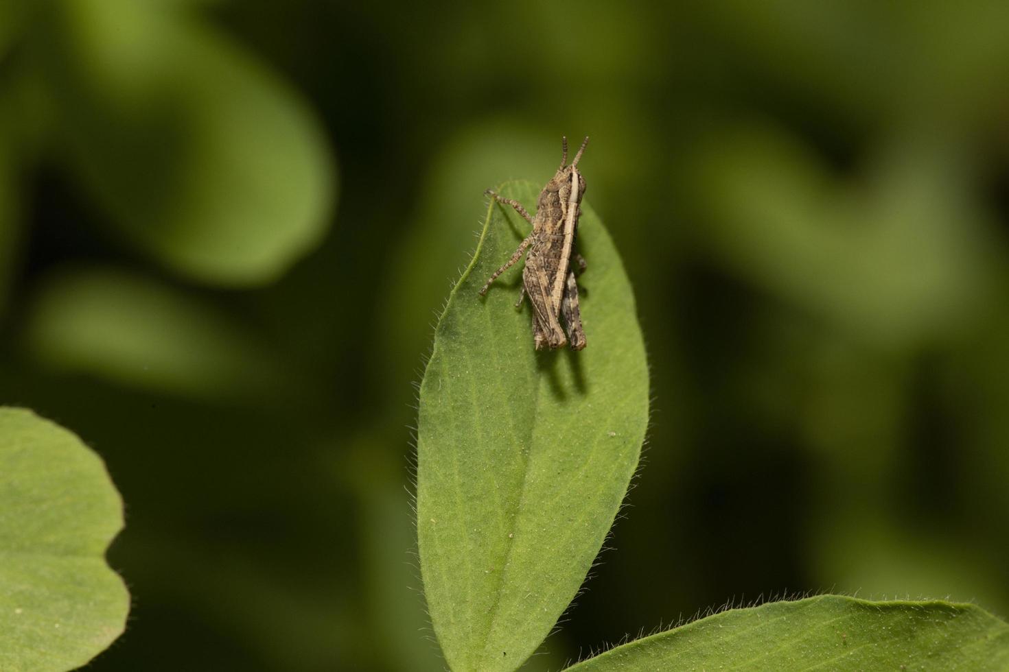 An insect standing on a green clover photo