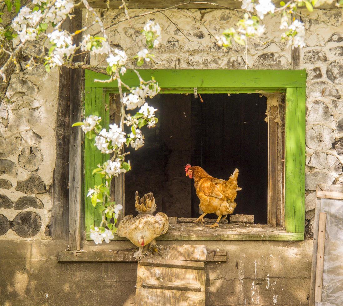 entrada del gallinero para las gallinas foto