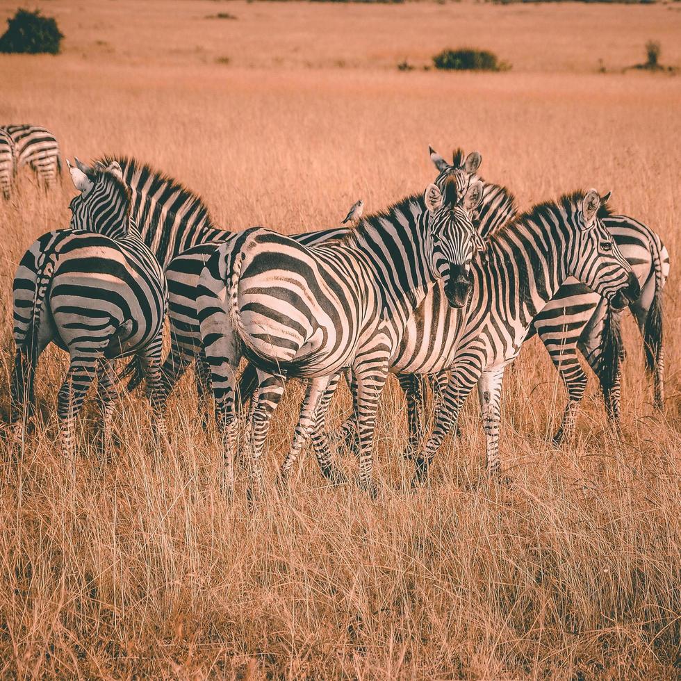 Herd of zebras photo