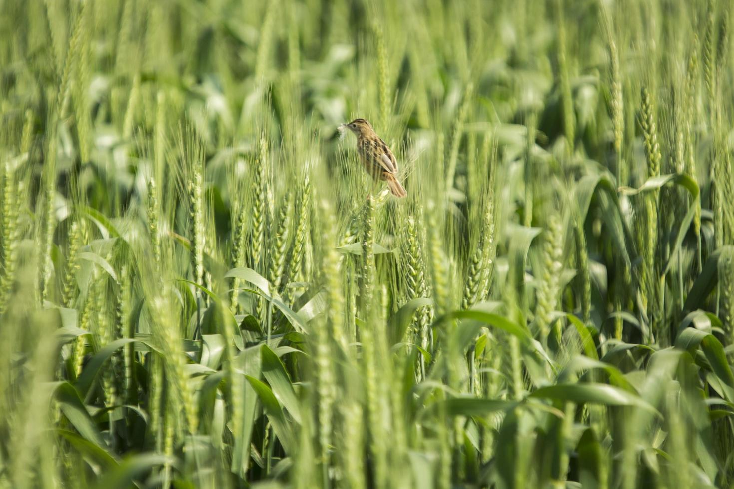 Small brown bird amidst a green wheat field photo