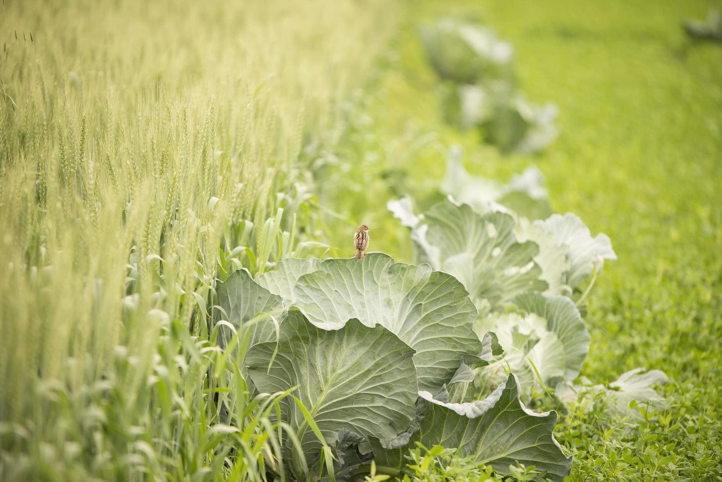 A small chick perched on a row of farm crops photo
