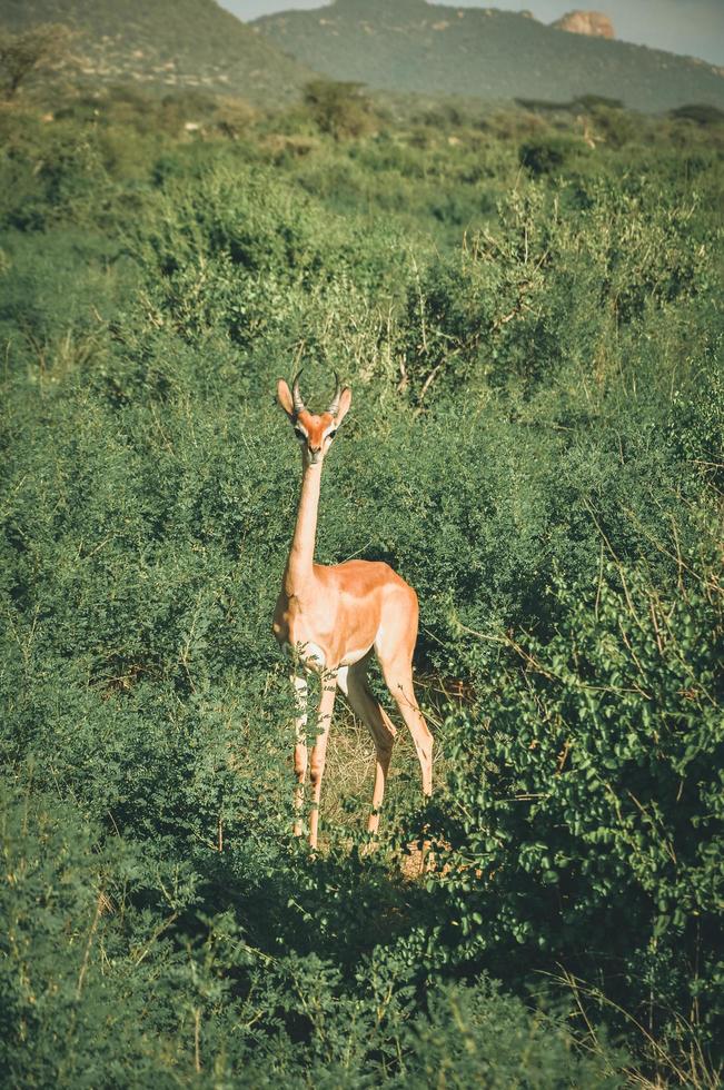 Antelope in a field photo