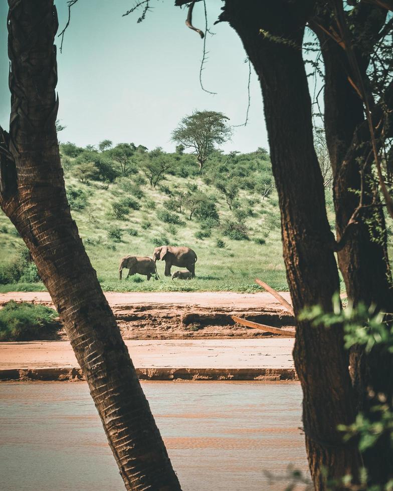 Elephants in a field photo
