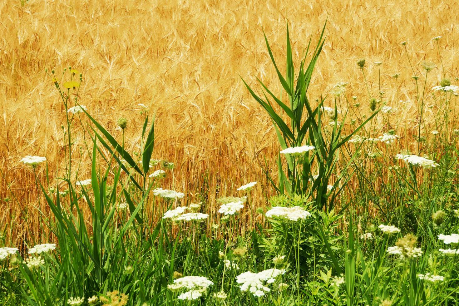 Field flowers near brown barley field photo