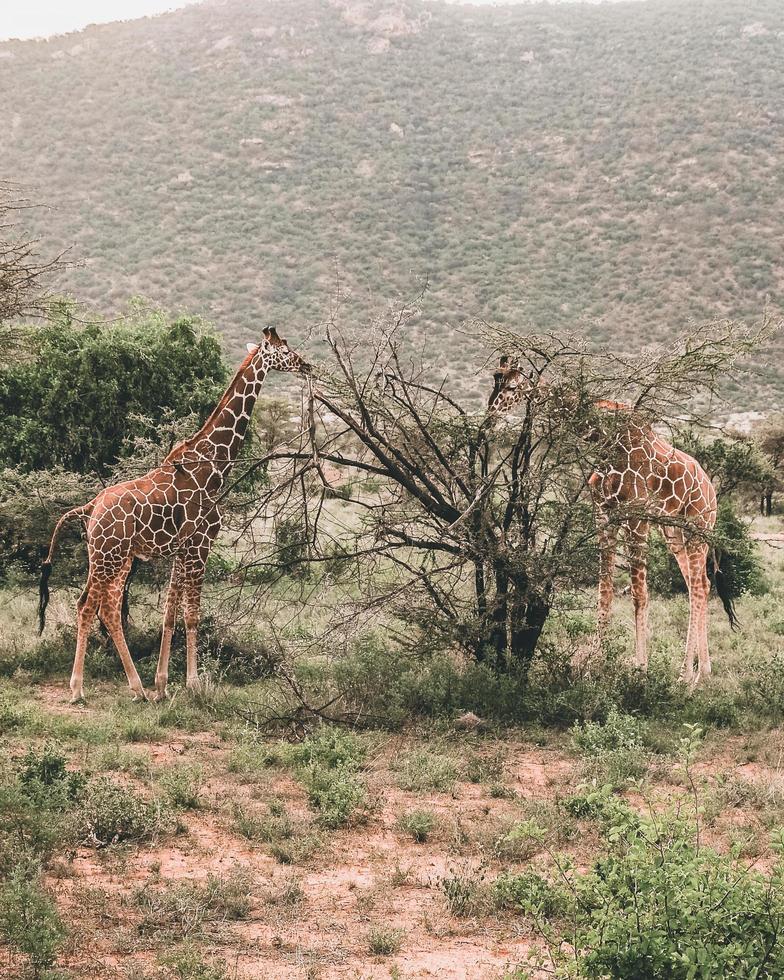 Giraffes near tree photo