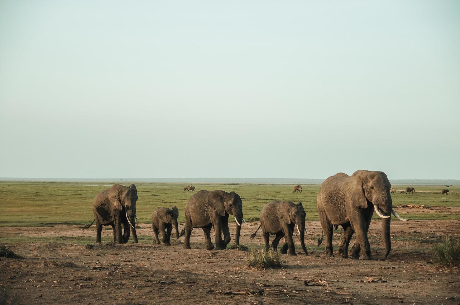 Pack of elephants photo
