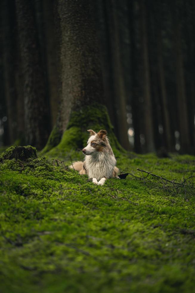 Perro de pelo largo blanco y marrón sentado sobre la hierba verde durante el día foto