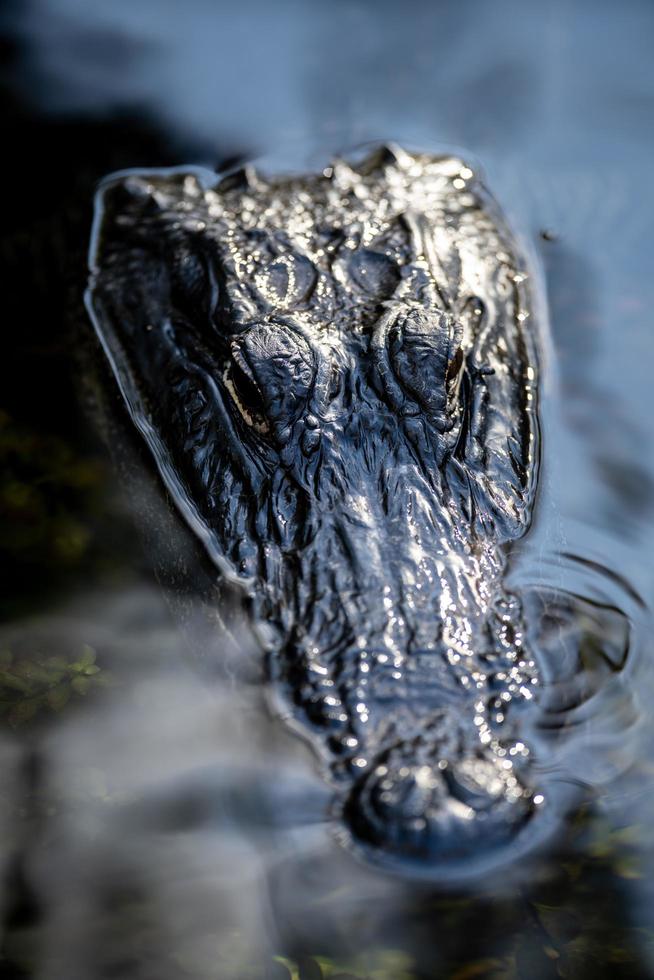 Alligator in the water photo