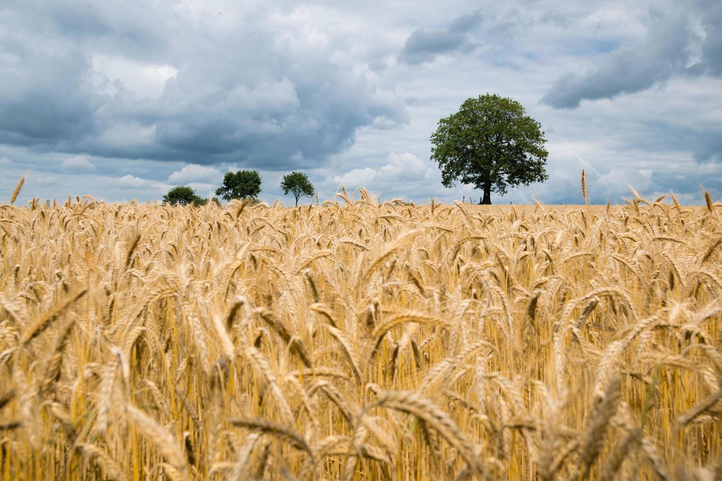 landscape photography of wheat field photo