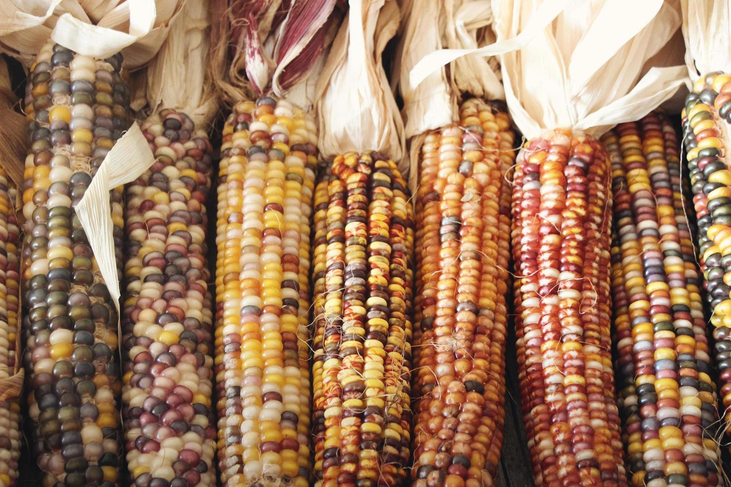 Close-up of dried corn photo