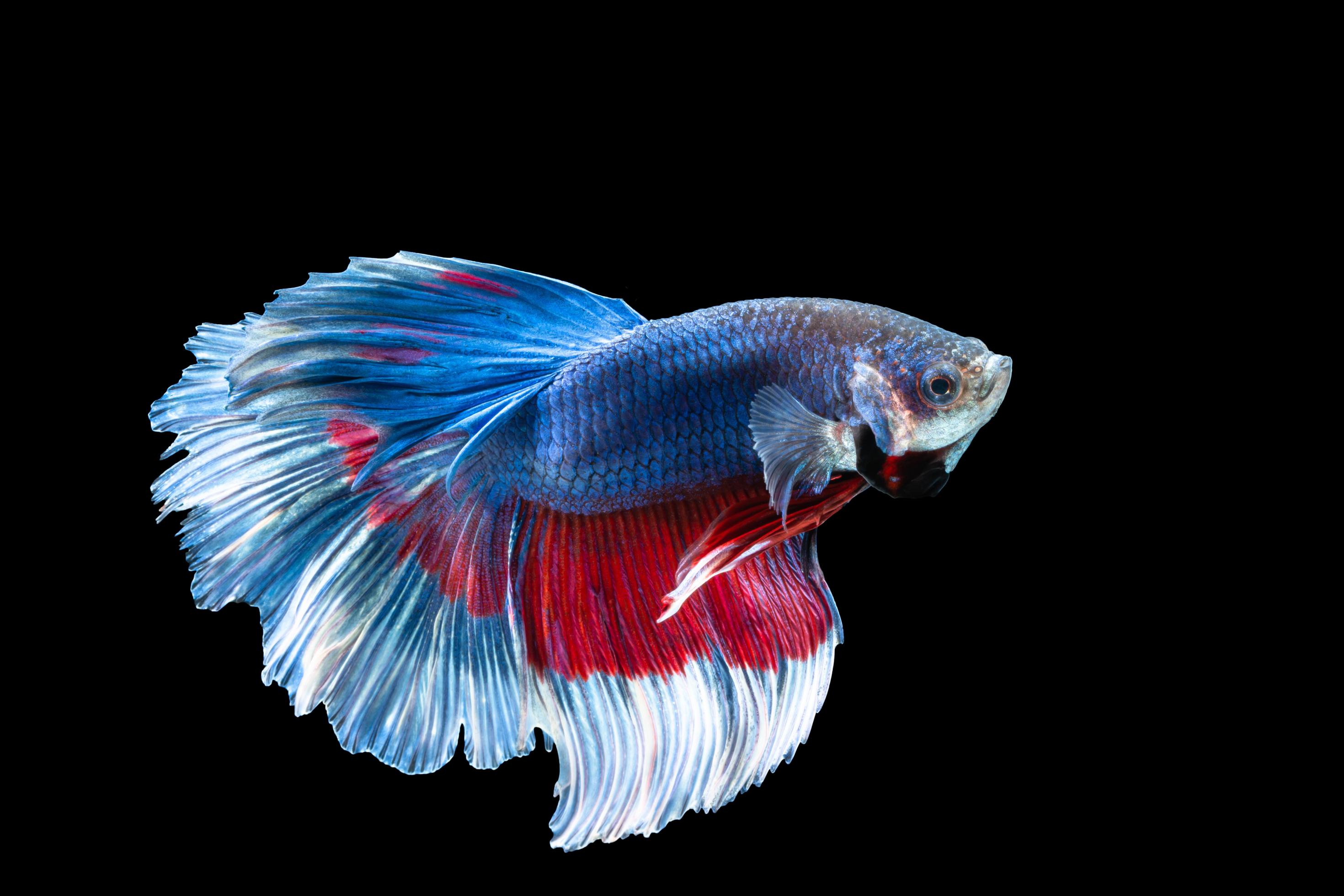 Halfmoon betta fish with blue and red stripes 1421465 Stock Photo at  Vecteezy