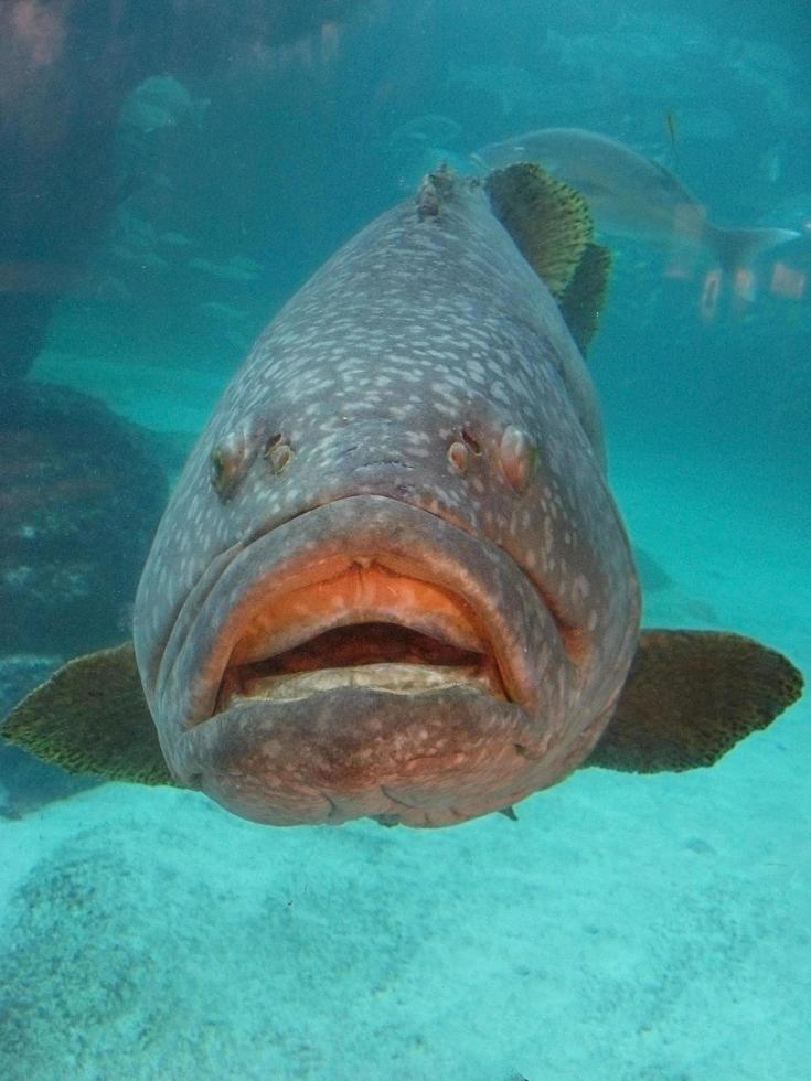 Close-up of gray spotted fish photo