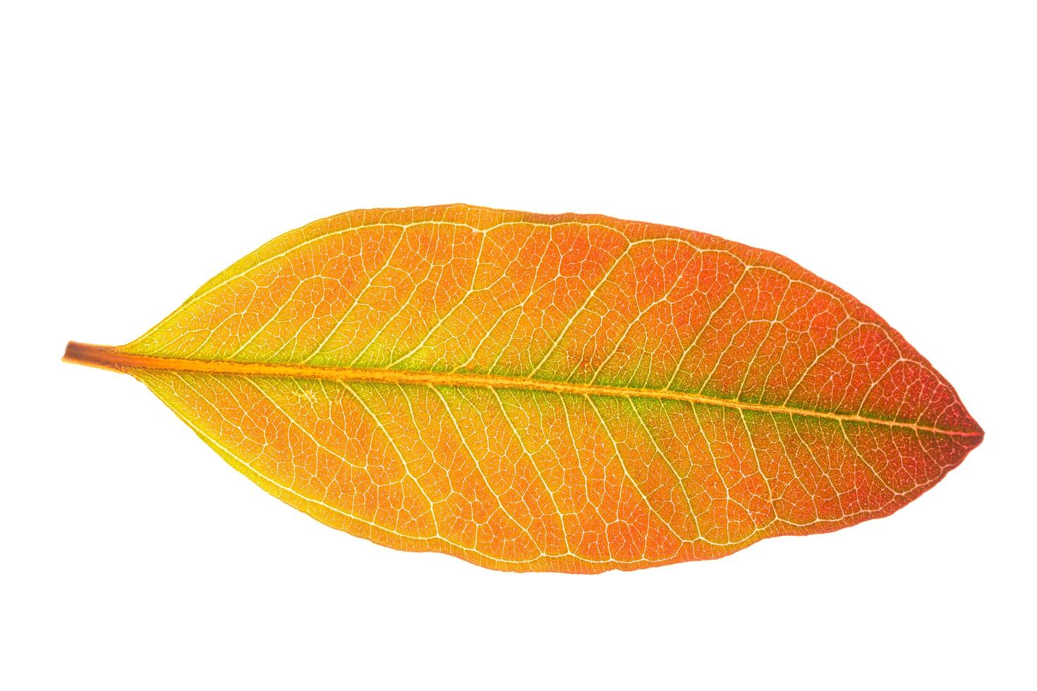 Eucalyptus leaf on white background photo