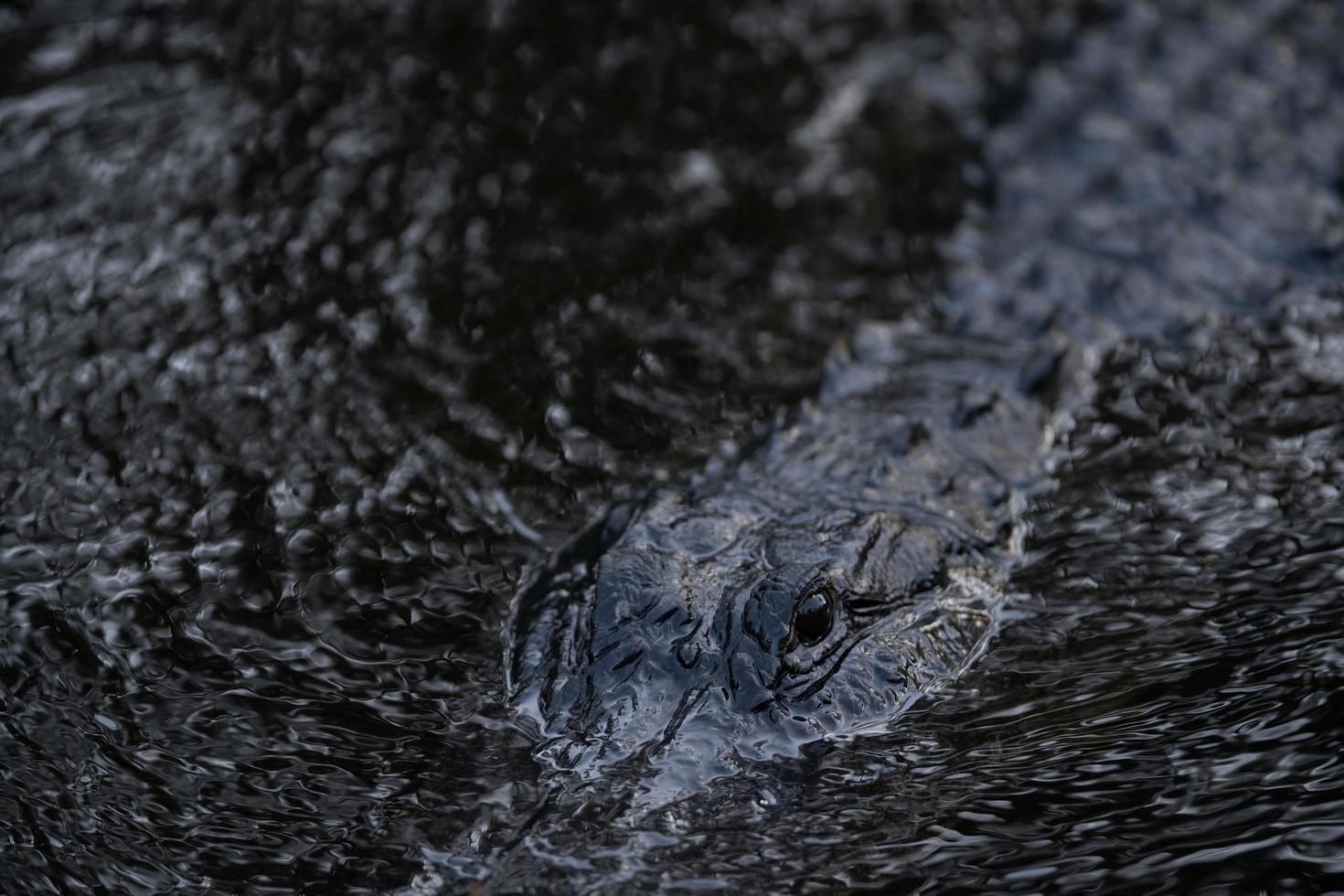 Alligator in dark water photo