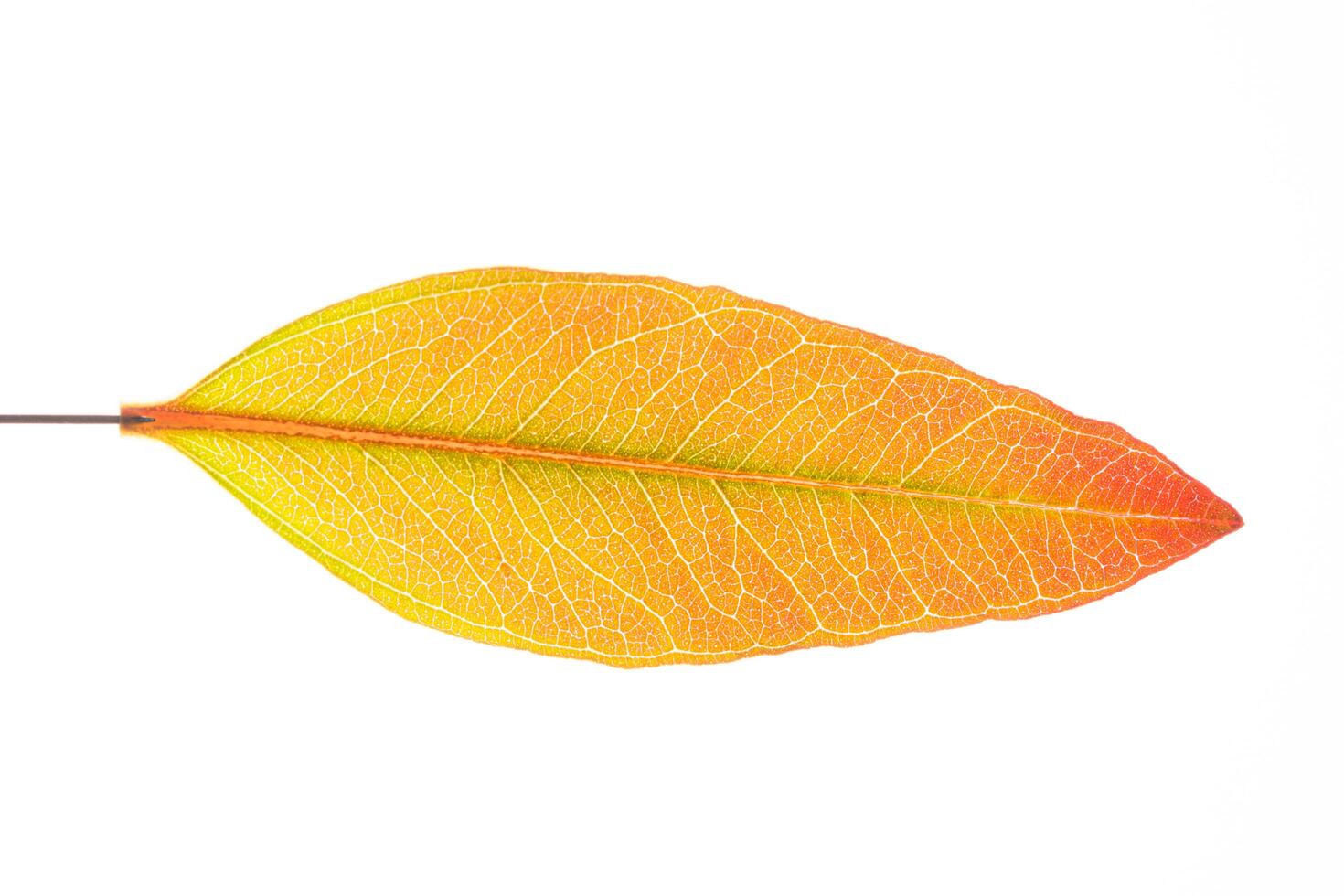 Eucalyptus leaf on white background photo