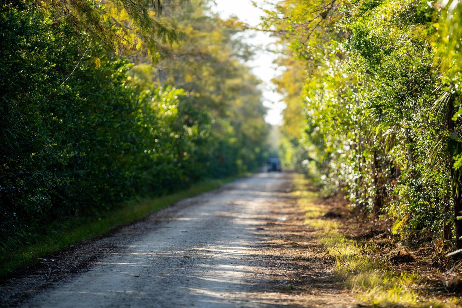 Gravel road in the woods photo