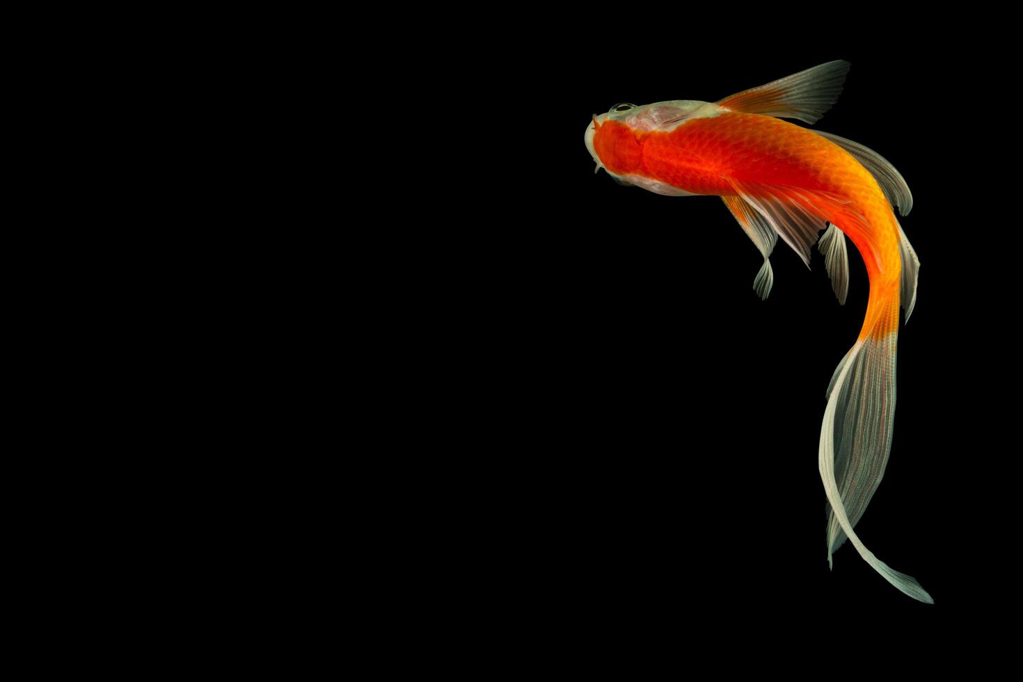 Comet-tailed goldfish on black background photo