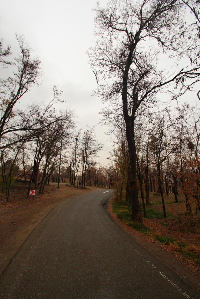 Paved road between trees photo