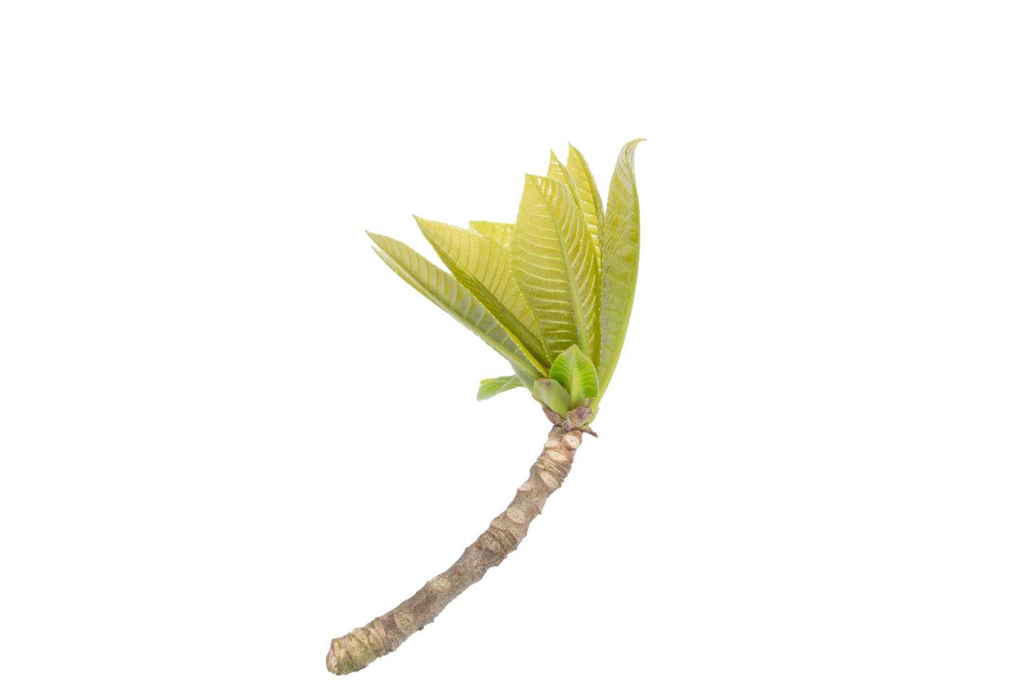 Branch and leaves on white background photo