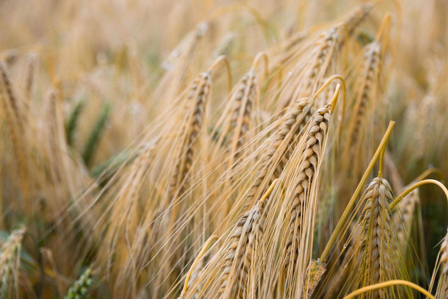 Shallow focus of rice grains in a wheat field photo