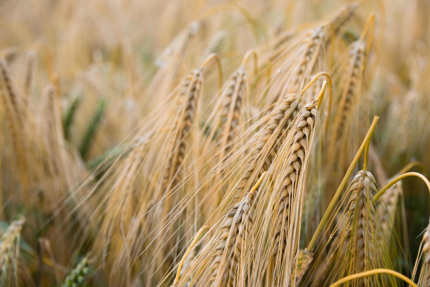 Foco superficial de granos de arroz en un campo de trigo foto