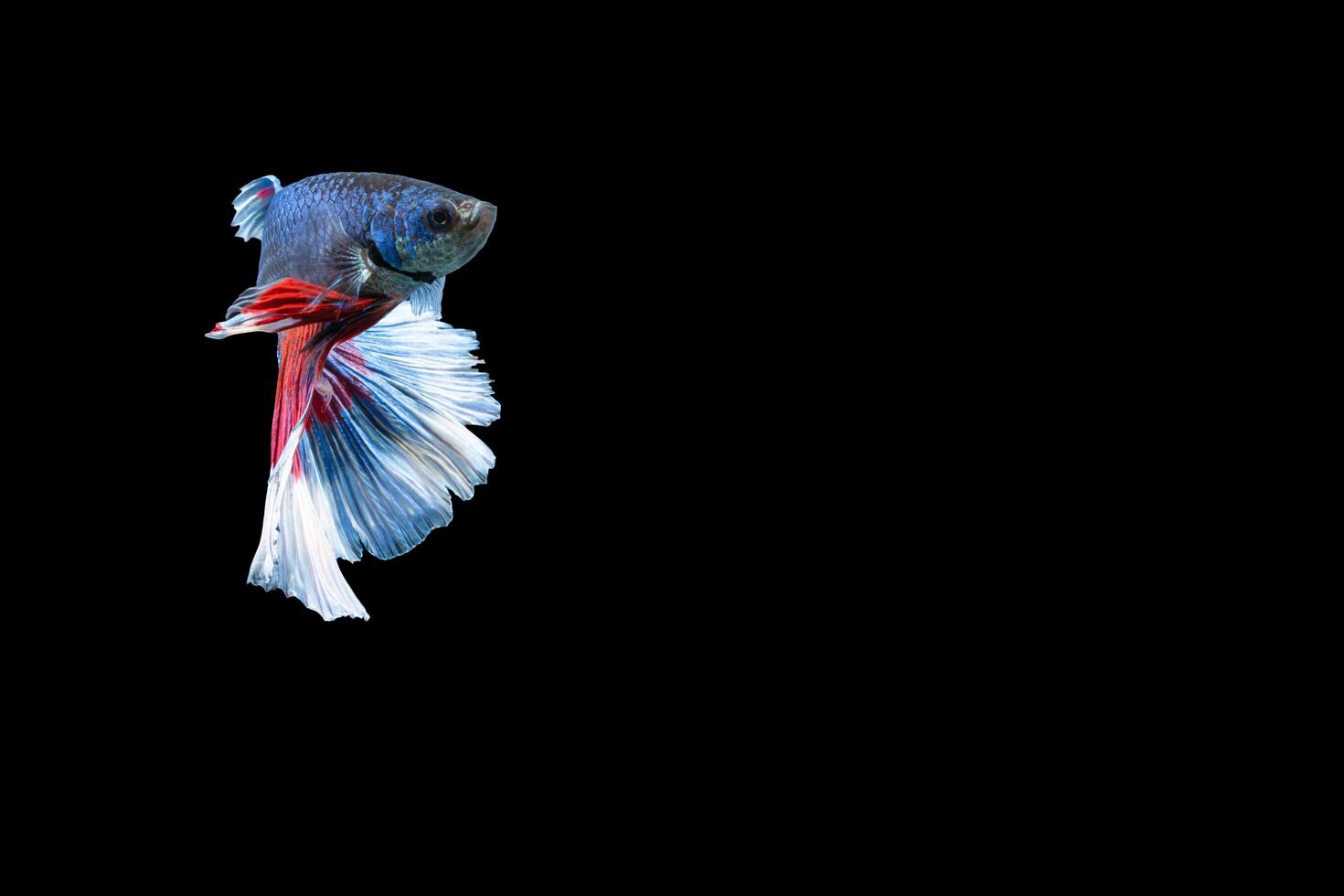 Halfmoon betta fish with blue and red stripes photo