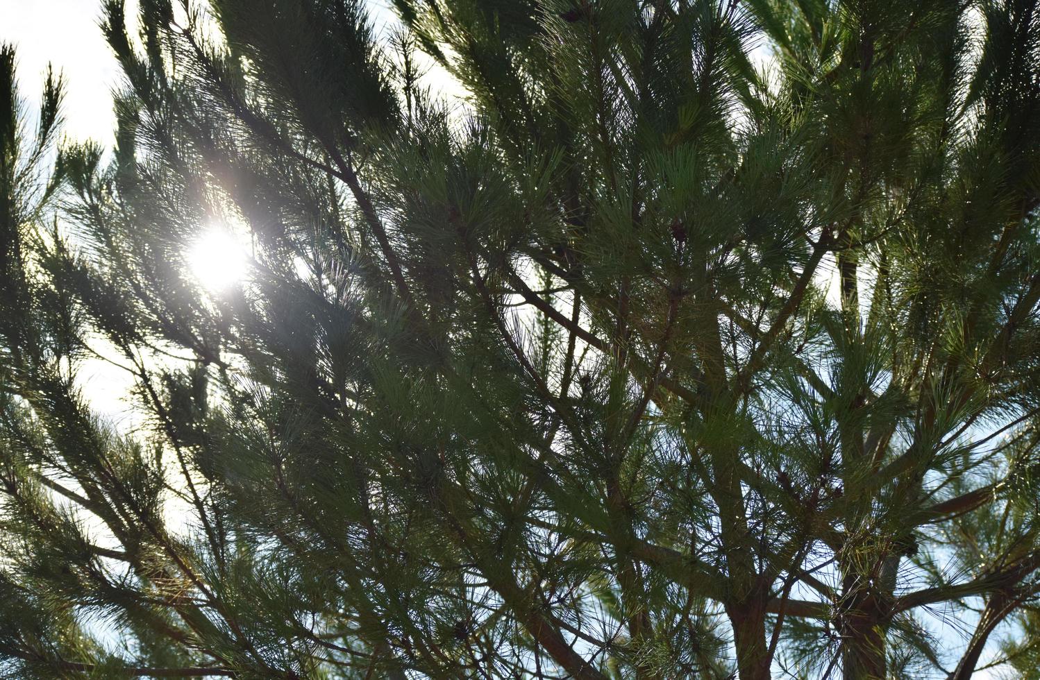 árboles verdes bajo un cielo azul durante el día foto