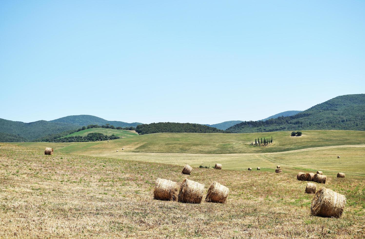 Barriles de heno en campo de hierba verde durante el día foto