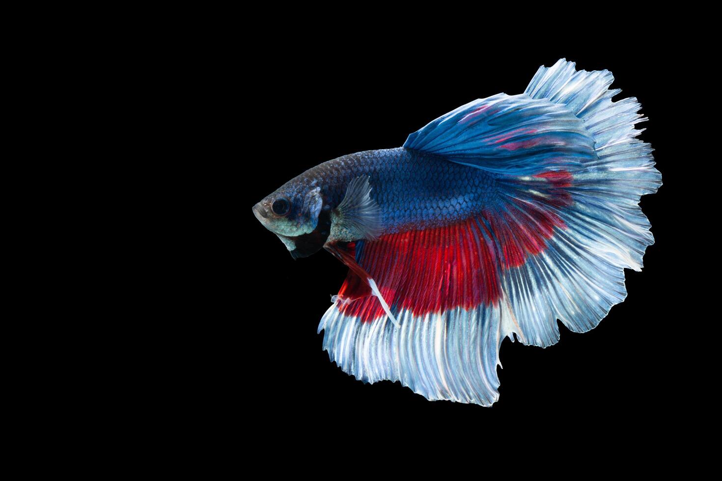 Halfmoon betta fish with blue and red stripes photo