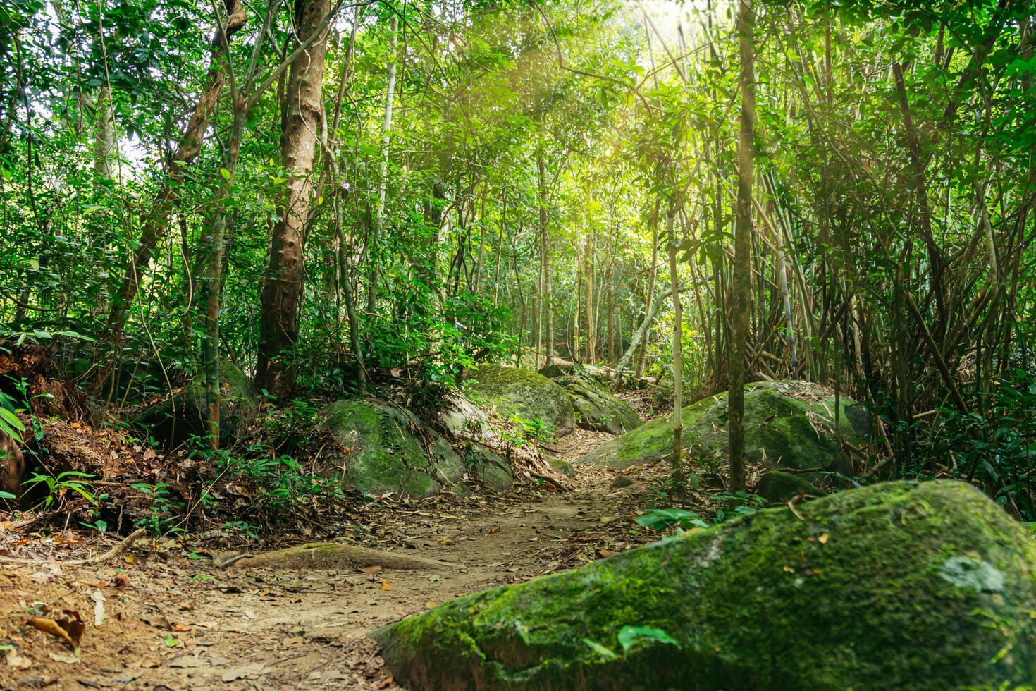 Trees in the forest photo